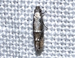 Tineidae clade b