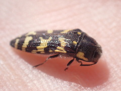 Acmaeodera macra