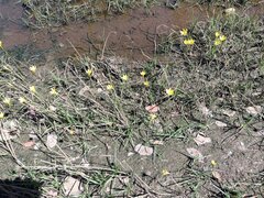 Zephyranthes pulchella