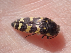 Acmaeodera macra