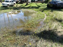 Zephyranthes pulchella