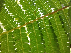 Cyathea