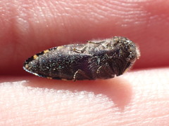 Acmaeodera macra