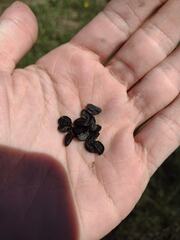 Zephyranthes pulchella