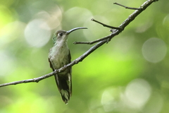 Campylopterus hemileucurus