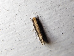 Monopis crocicapitella