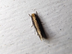 Monopis crocicapitella