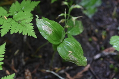 Neottia banksiana