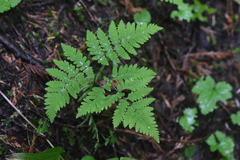 Gymnocarpium