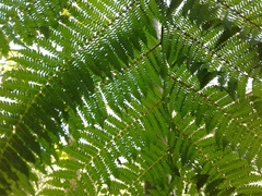 Cyathea