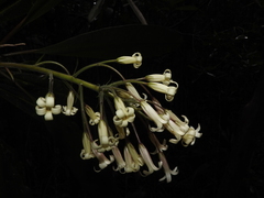 Pittosporum pronyense