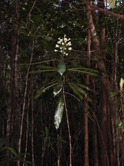 Pittosporum pronyense