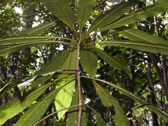 Pittosporum pronyense