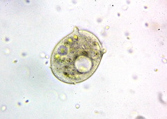 Sessilida
