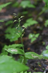Neottia banksiana