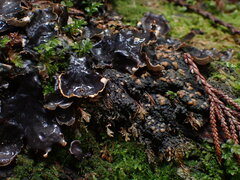 Protopannaria pezizoides