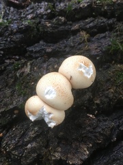 Apioperdon