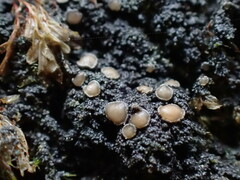 Protopannaria pezizoides