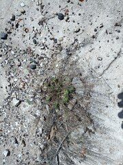 Eragrostis amabilis