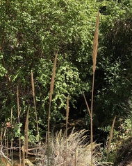 Leymus cinereus
