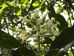 Pittosporum pronyense