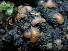 Protopannaria pezizoides