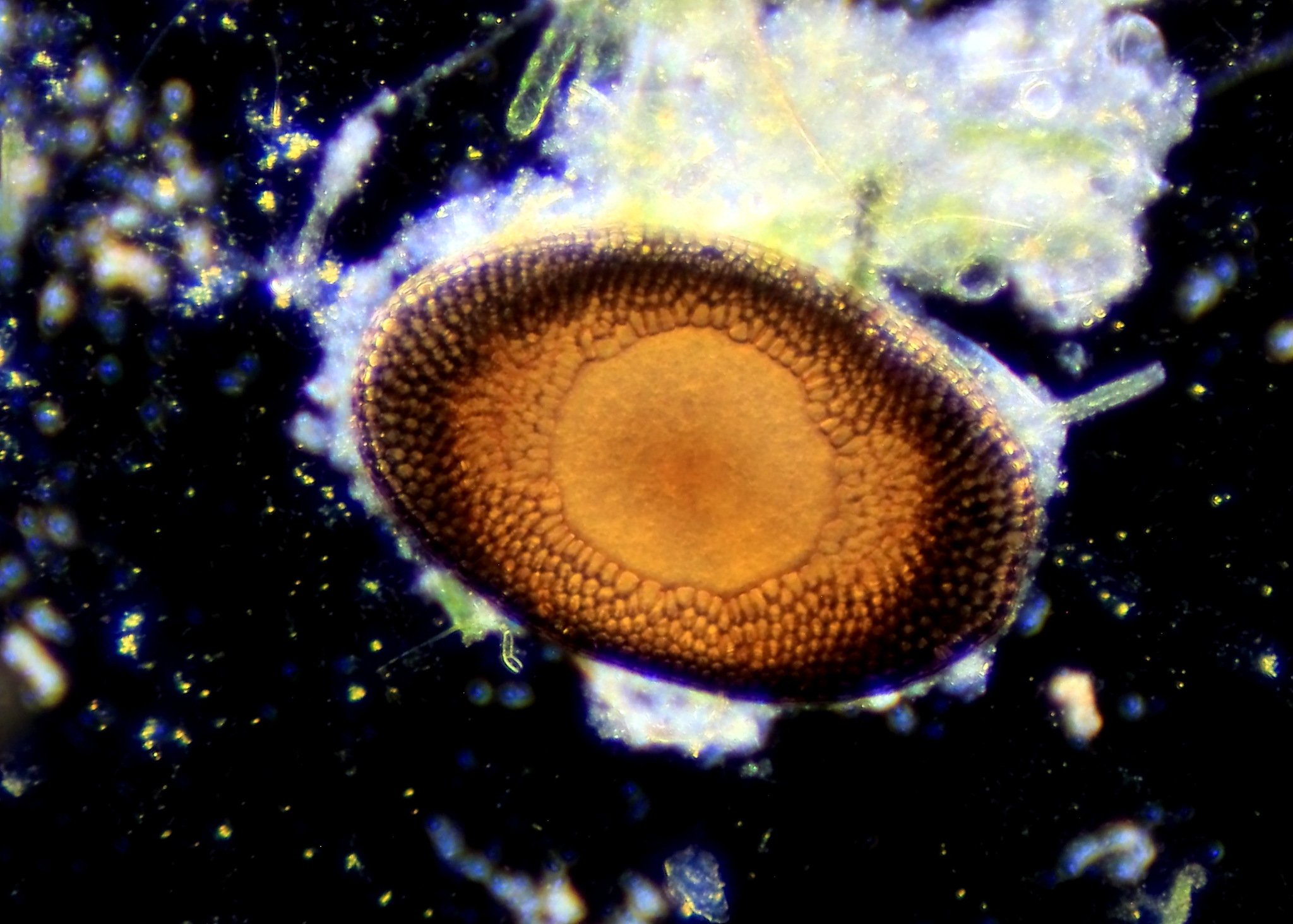 Plumatella casmiana Oka, 1907