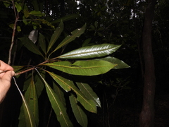 Pittosporum pronyense