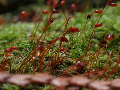 Hypnum circinale