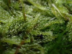 Hypnum circinale