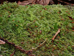 Hypnum circinale