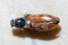 Pseudanostirus
