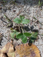Fragaria virginiana