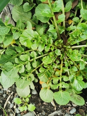 Barbarea vulgaris
