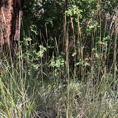 Leymus cinereus