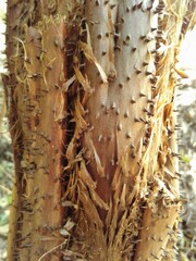 Cyathea