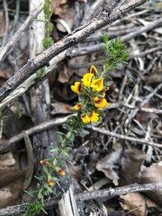 Aotus ericoides
