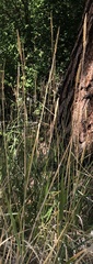 Leymus cinereus