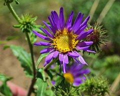 Dieteria bigelovii