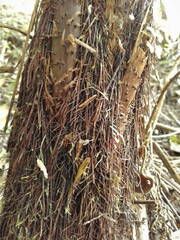 Cyathea