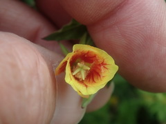 Oenothera epilobiifolia