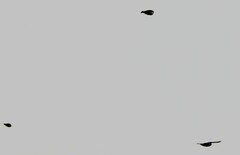 Calcarius lapponicus