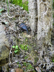 Cactophagus spinolae