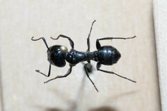 Camponotus laevissimus