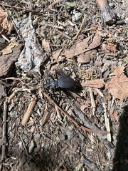 Scaphinotus angusticollis