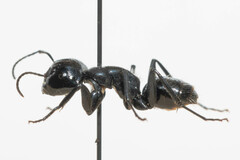Camponotus laevissimus