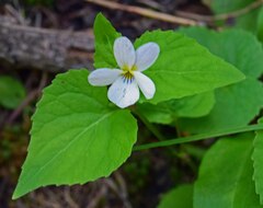 Viola canadensis