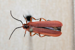 Dictyoptera simplicipes