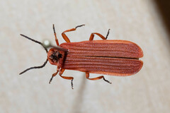 Dictyoptera simplicipes