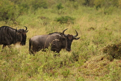 Connochaetes taurinus mearnsi